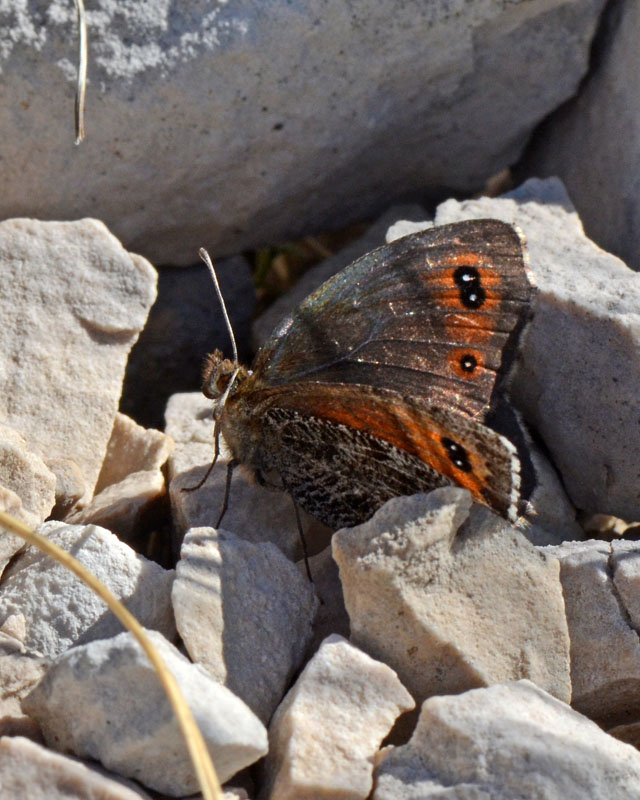 Erebia montana ?
